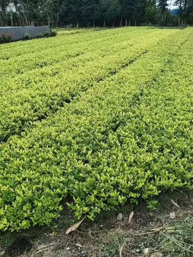 惠州园林绿化工程预算公示