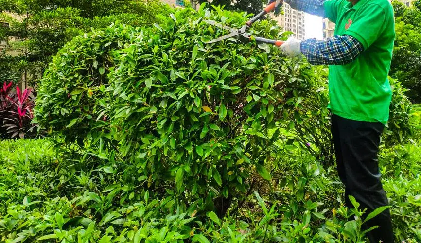 如何选择合适的养护方案来进行绿化